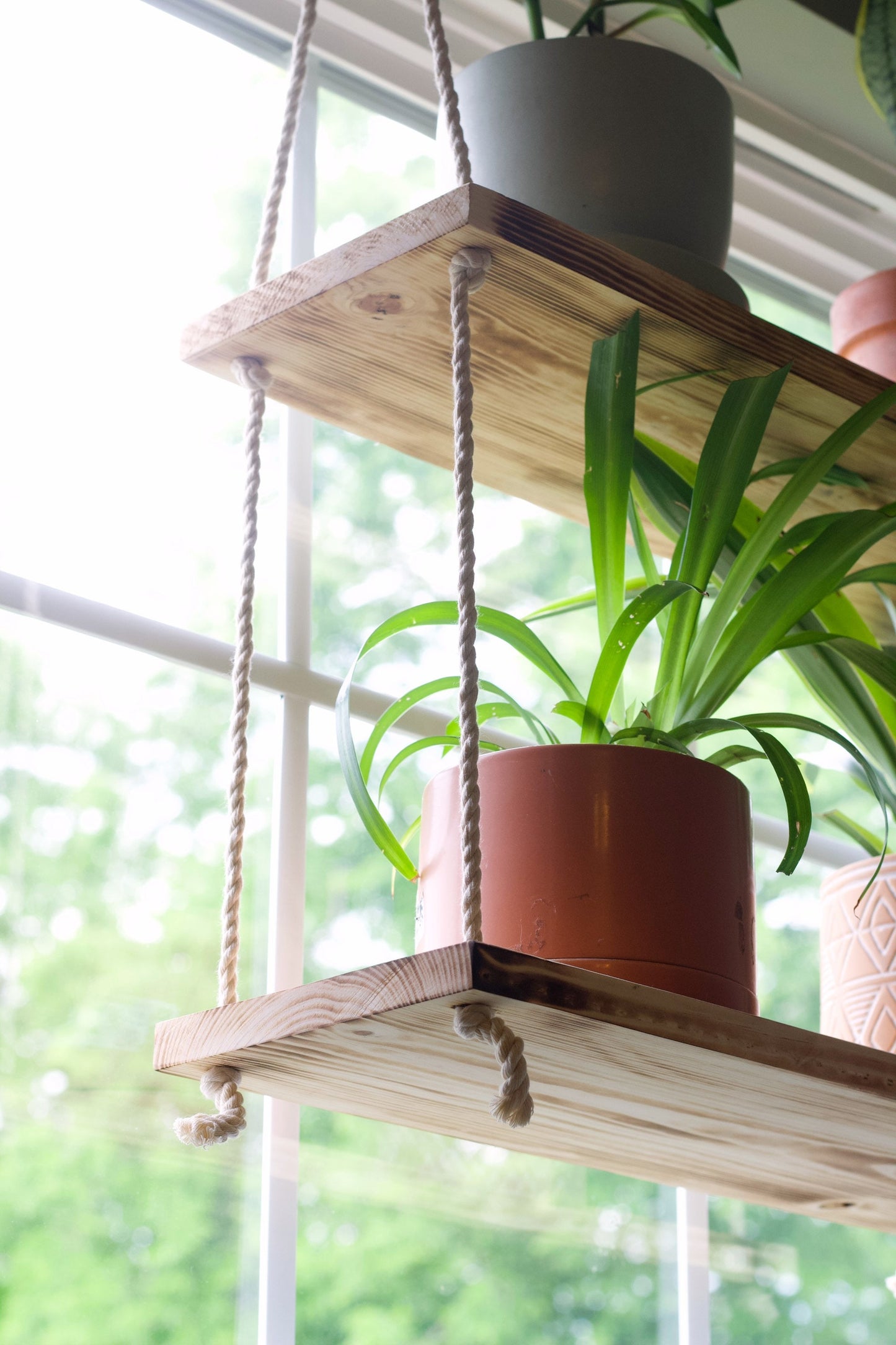 Plants flourishing on our 2-tiered window plant shelf