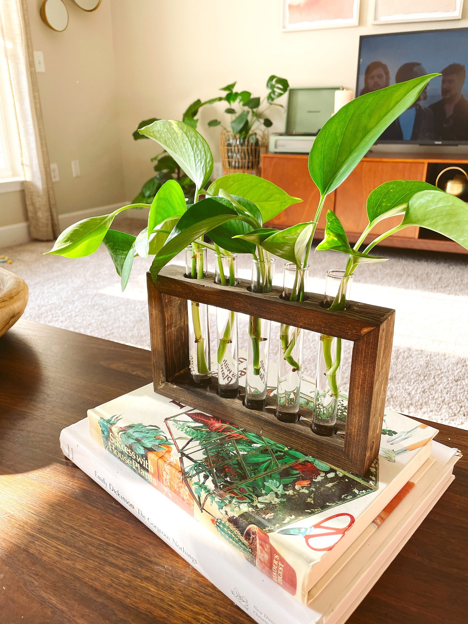 indoor plant propagation Plant Propagation Station – JDM Wood Creations